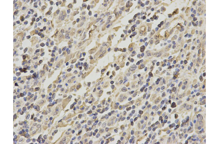 Anti-GRIA3 Antibody from Bioworld Technology (BS6193) - Antibodies.com