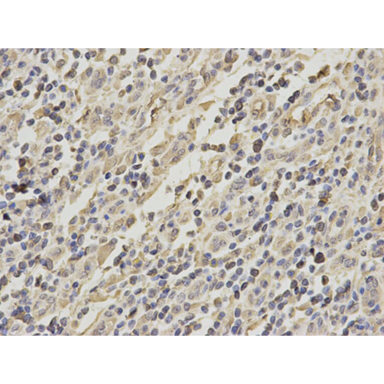 Anti-GRIA3 Antibody from Bioworld Technology (BS6193) - Antibodies.com
