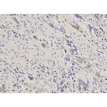 Anti-Actinin-α1 Antibody from Bioworld Technology (BS6194) - Antibodies.com