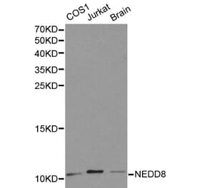 Anti-Neddylin / NEDD8 Antibody from Bioworld Technology (BS6197) - Antibodies.com