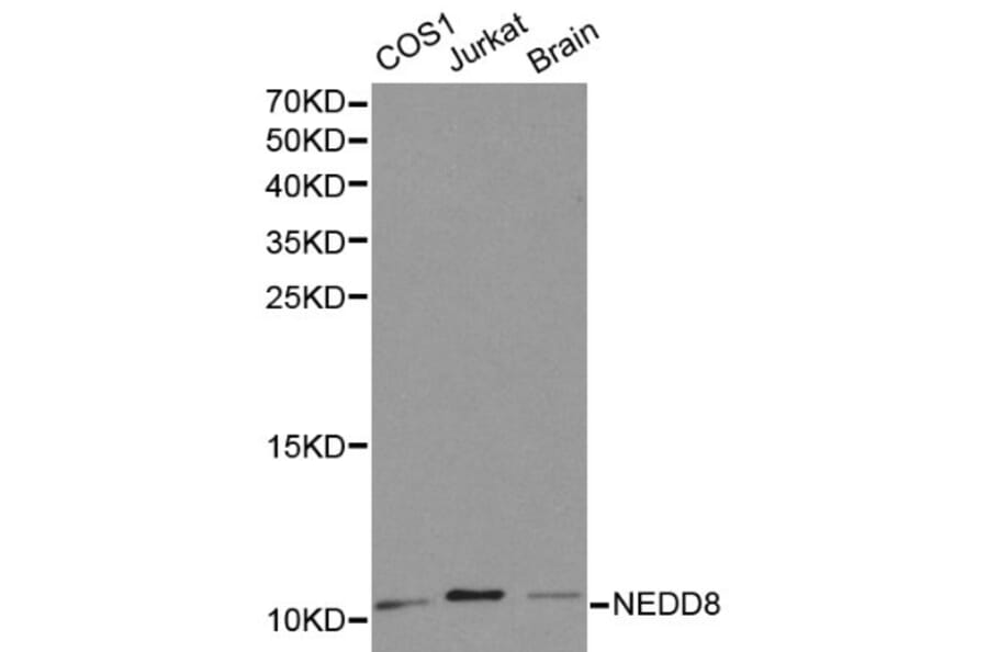 Anti-Neddylin / NEDD8 Antibody from Bioworld Technology (BS6197) - Antibodies.com