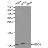 Anti-Neddylin / NEDD8 Antibody from Bioworld Technology (BS6197) - Antibodies.com