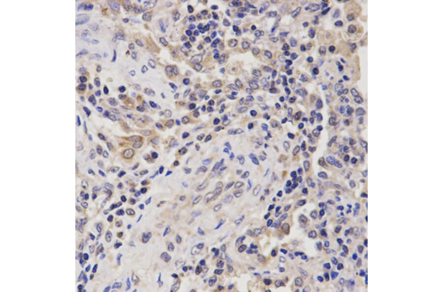 Anti-RHEB Antibody from Bioworld Technology (BS6199) - Antibodies.com