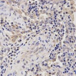Anti-RHEB Antibody from Bioworld Technology (BS6199) - Antibodies.com
