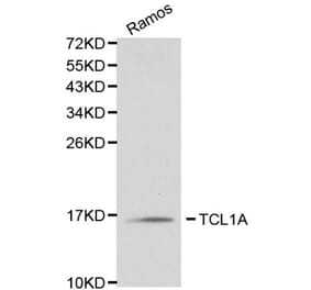 Anti-TCL1A Antibody from Bioworld Technology (BS6201) - Antibodies.com