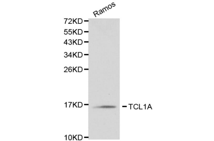 Anti-TCL1A Antibody from Bioworld Technology (BS6201) - Antibodies.com