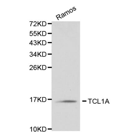 Anti-TCL1A Antibody from Bioworld Technology (BS6201) - Antibodies.com