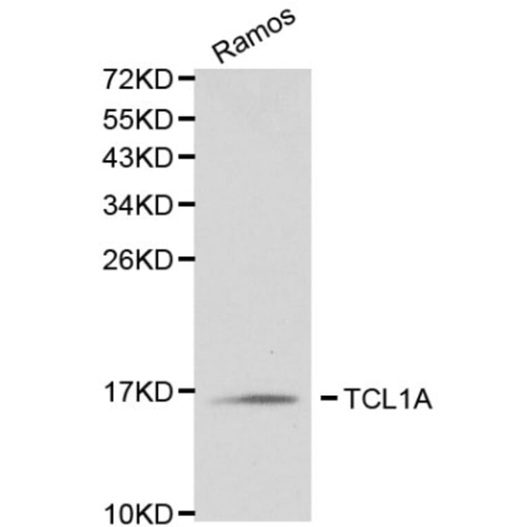 Anti-TCL1A Antibody from Bioworld Technology (BS6201) - Antibodies.com