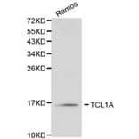 Anti-TCL1A Antibody from Bioworld Technology (BS6201) - Antibodies.com