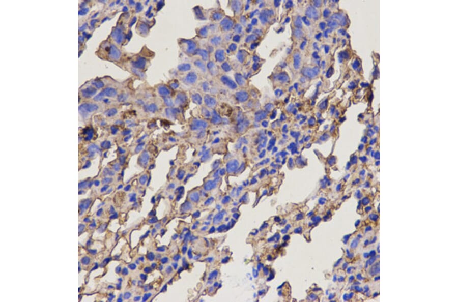 Anti-RAB11A Antibody from Bioworld Technology (BS6202) - Antibodies.com