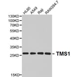 Anti-TMS1 Antibody from Bioworld Technology (BS6205) - Antibodies.com