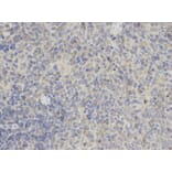 Anti-TMS1 Antibody from Bioworld Technology (BS6205) - Antibodies.com