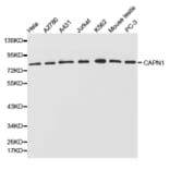 Anti-CAPN1 Antibody from Bioworld Technology (BS6207) - Antibodies.com