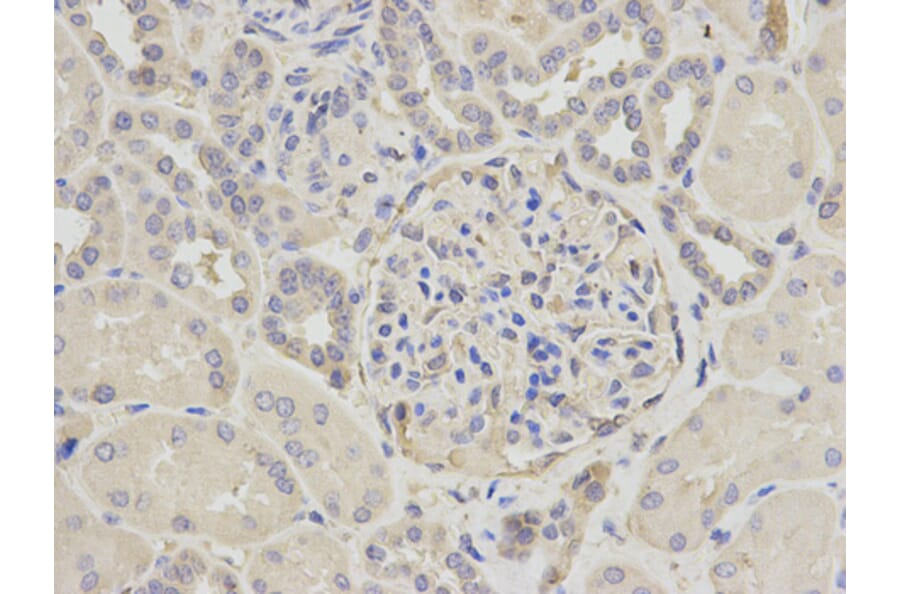 Anti-CAPN1 Antibody from Bioworld Technology (BS6207) - Antibodies.com