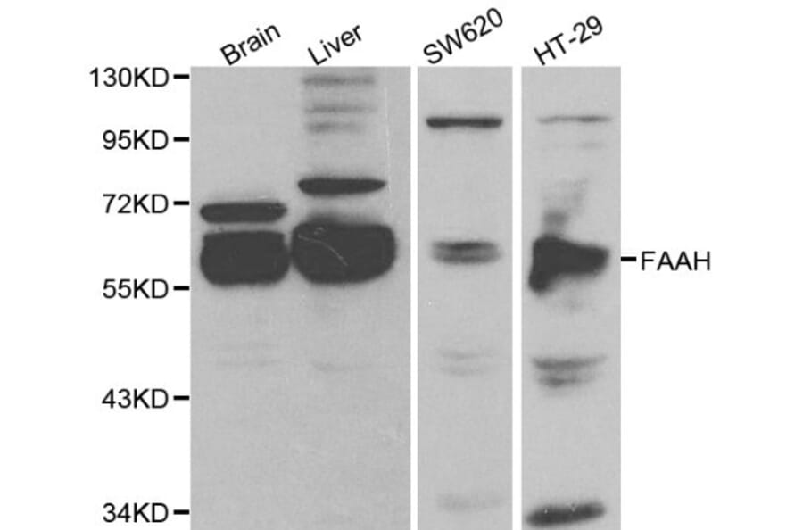 Anti-FAAH Antibody from Bioworld Technology (BS6210) - Antibodies.com