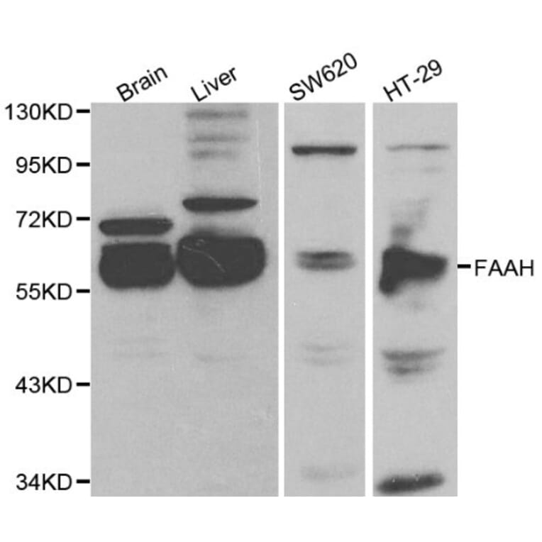 Anti-FAAH Antibody from Bioworld Technology (BS6210) - Antibodies.com