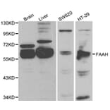 Anti-FAAH Antibody from Bioworld Technology (BS6210) - Antibodies.com