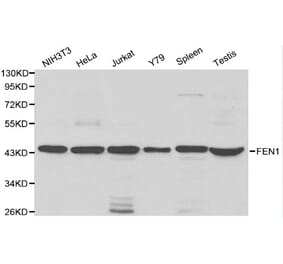 Anti-FEN1 Antibody from Bioworld Technology (BS6211) - Antibodies.com
