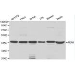 Anti-FEN1 Antibody from Bioworld Technology (BS6211) - Antibodies.com