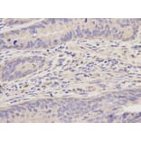Anti-FEN1 Antibody from Bioworld Technology (BS6211) - Antibodies.com