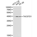 Anti-EPCAM Antibody from Bioworld Technology (BS6213) - Antibodies.com