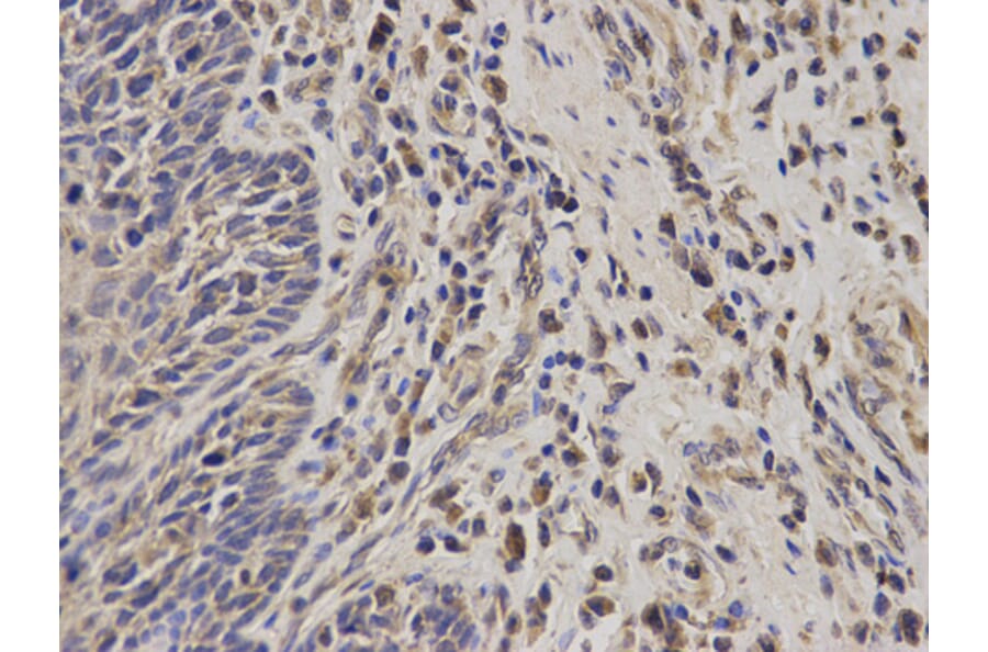 Anti-EPCAM Antibody from Bioworld Technology (BS6213) - Antibodies.com