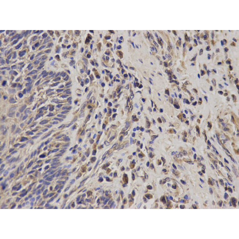 Anti-EPCAM Antibody from Bioworld Technology (BS6213) - Antibodies.com