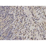 Anti-EPCAM Antibody from Bioworld Technology (BS6213) - Antibodies.com