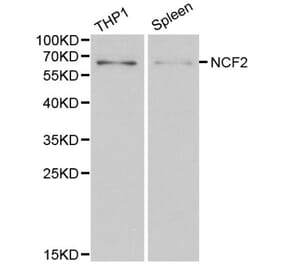Anti-NCF2 Antibody from Bioworld Technology (BS6214) - Antibodies.com