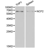 Anti-NCF2 Antibody from Bioworld Technology (BS6214) - Antibodies.com