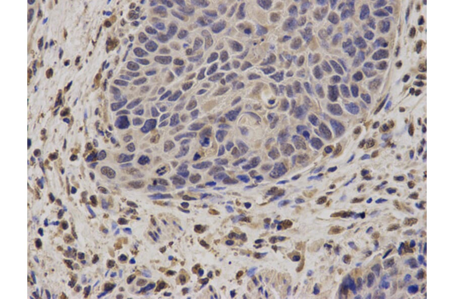 Anti-NCF2 Antibody from Bioworld Technology (BS6214) - Antibodies.com