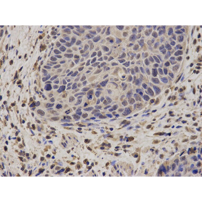 Anti-NCF2 Antibody from Bioworld Technology (BS6214) - Antibodies.com