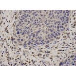 Anti-NCF2 Antibody from Bioworld Technology (BS6214) - Antibodies.com