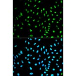 Anti-NCF2 Antibody from Bioworld Technology (BS6214) - Antibodies.com