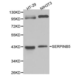 Anti-Maspin Antibody from Bioworld Technology (BS6215) - Antibodies.com