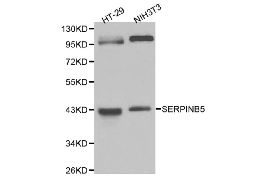 Anti-Maspin Antibody from Bioworld Technology (BS6215) - Antibodies.com
