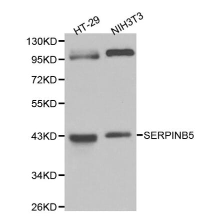 Anti-Maspin Antibody from Bioworld Technology (BS6215) - Antibodies.com