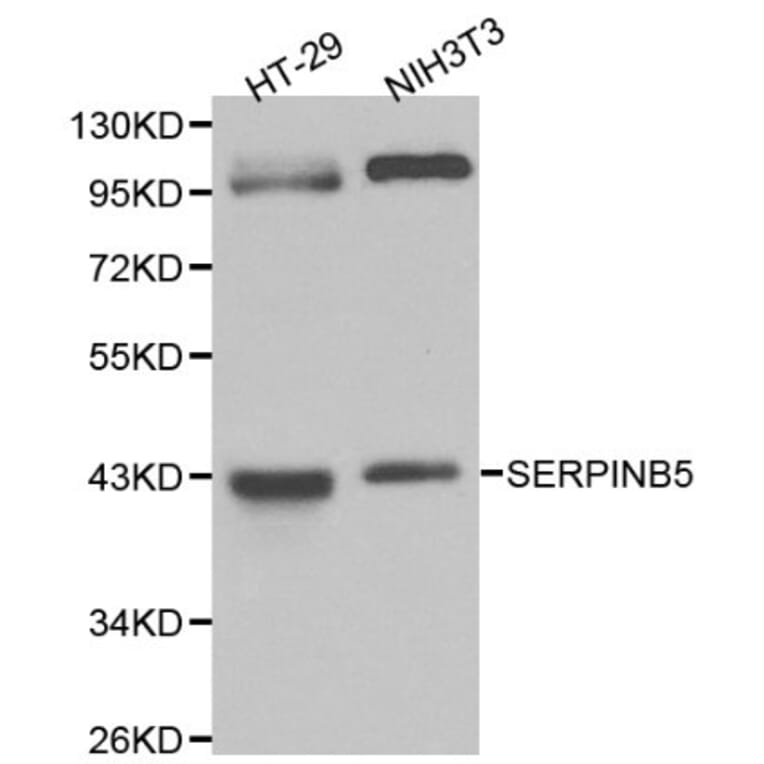 Anti-Maspin Antibody from Bioworld Technology (BS6215) - Antibodies.com