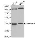 Anti-Maspin Antibody from Bioworld Technology (BS6215) - Antibodies.com