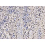 Anti-PKA Iα reg Antibody from Bioworld Technology (BS6217) - Antibodies.com