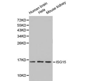 Anti-ISG15 Antibody from Bioworld Technology (BS6220) - Antibodies.com