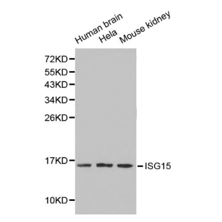 Anti-ISG15 Antibody from Bioworld Technology (BS6220) - Antibodies.com