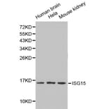 Anti-ISG15 Antibody from Bioworld Technology (BS6220) - Antibodies.com