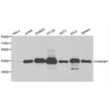 Anti-TARDBP Antibody from Bioworld Technology (BS6221) - Antibodies.com