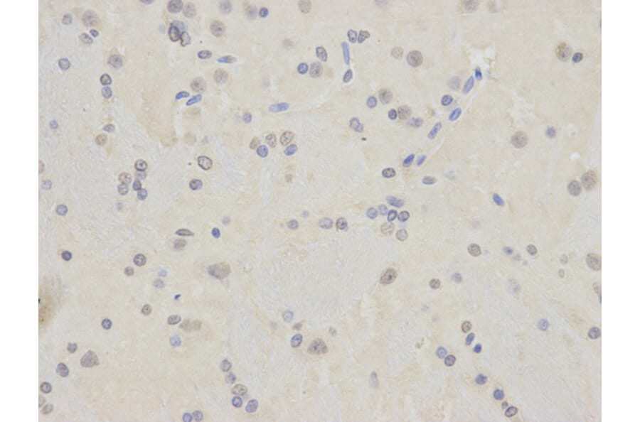 Anti-TARDBP Antibody from Bioworld Technology (BS6221) - Antibodies.com