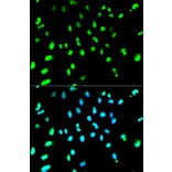 Anti-TARDBP Antibody from Bioworld Technology (BS6221) - Antibodies.com