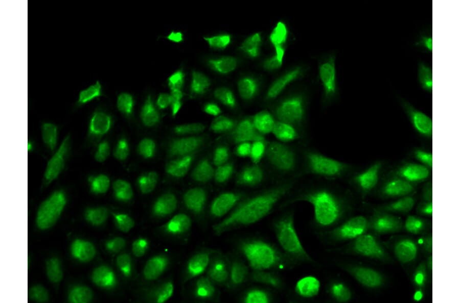 Anti-SPHK1 Antibody from Bioworld Technology (BS6222) - Antibodies.com