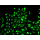 Anti-SPHK1 Antibody from Bioworld Technology (BS6222) - Antibodies.com