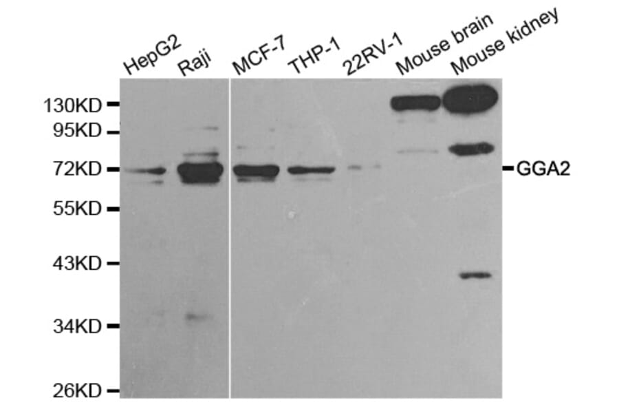 Anti-GGA2 Antibody from Bioworld Technology (BS6226) - Antibodies.com