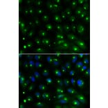 Anti-GGA2 Antibody from Bioworld Technology (BS6226) - Antibodies.com